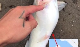 钓鱼人卷毛爆料视频大全,揭秘钓鱼技巧与趣事大盘点